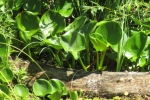 Белокрыльник болотный